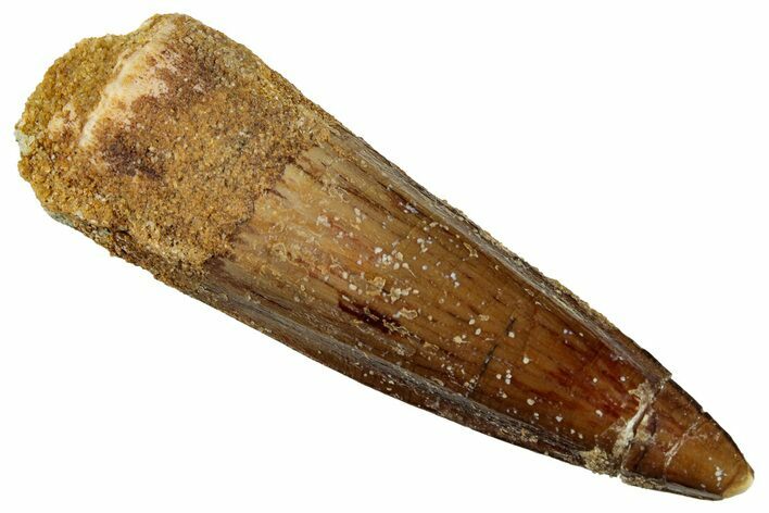 Fossil Spinosaurus Tooth - Real Dinosaur Tooth #327854